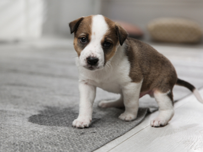 Pet Urine Damage Treatment TX