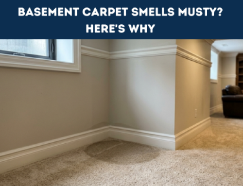 Basement Carpet Problems: Humidity, Mold, and Musty Smells