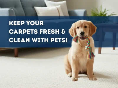 Pet-Friendly Carpet Care in a Clean Home