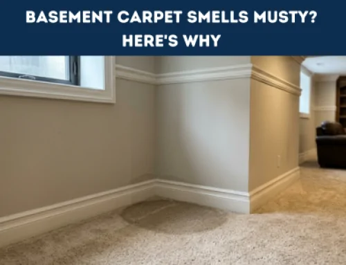 Basement Carpet Problems: Humidity, Mold, and Musty Smells